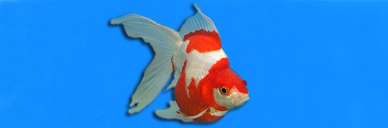 Tamasaba Goldfish